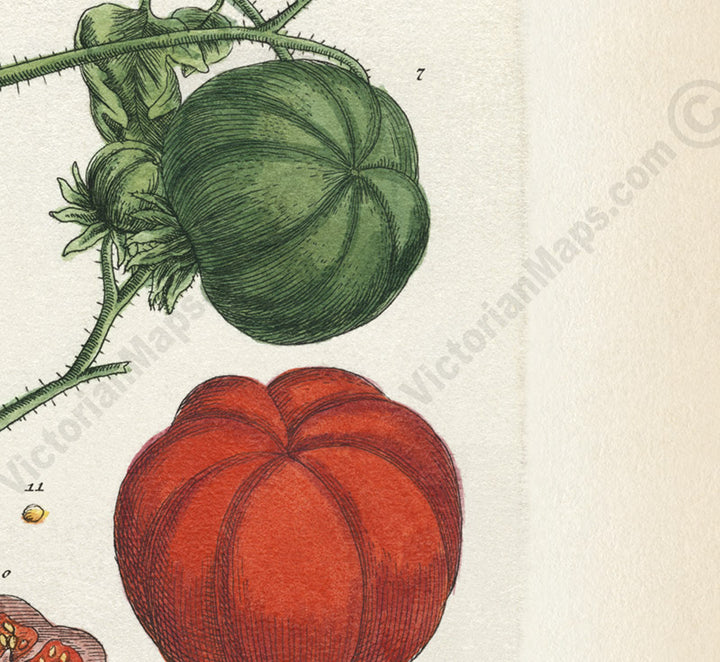 Tomato flowering plant and fruits Amoris Pomum Solanum lycopersicum , botanical print by Elizabeth Blackwell, 1737 art poster canvas gift