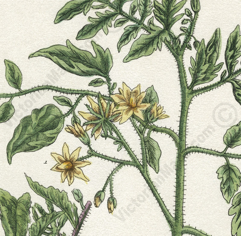 Tomato flowering plant and fruits Amoris Pomum Solanum lycopersicum , botanical print by Elizabeth Blackwell, 1737 art poster canvas gift