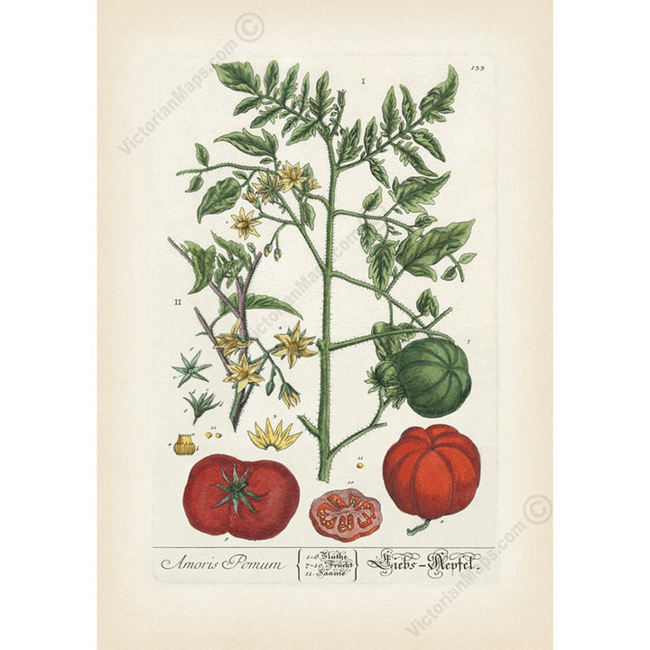 Tomato flowering plant and fruits Amoris Pomum Solanum lycopersicum , botanical print by Elizabeth Blackwell, 1737 art poster canvas gift