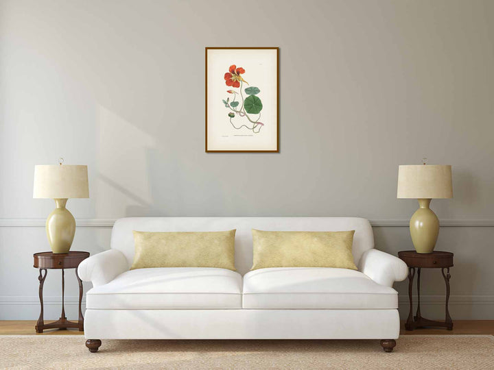 Tropaeolum Majus Greater Indian Cress Garden Nasturtium, an engraved hand-coloured plate, Curtis's Botanical Magazine, 1787 art print poster canvas gift