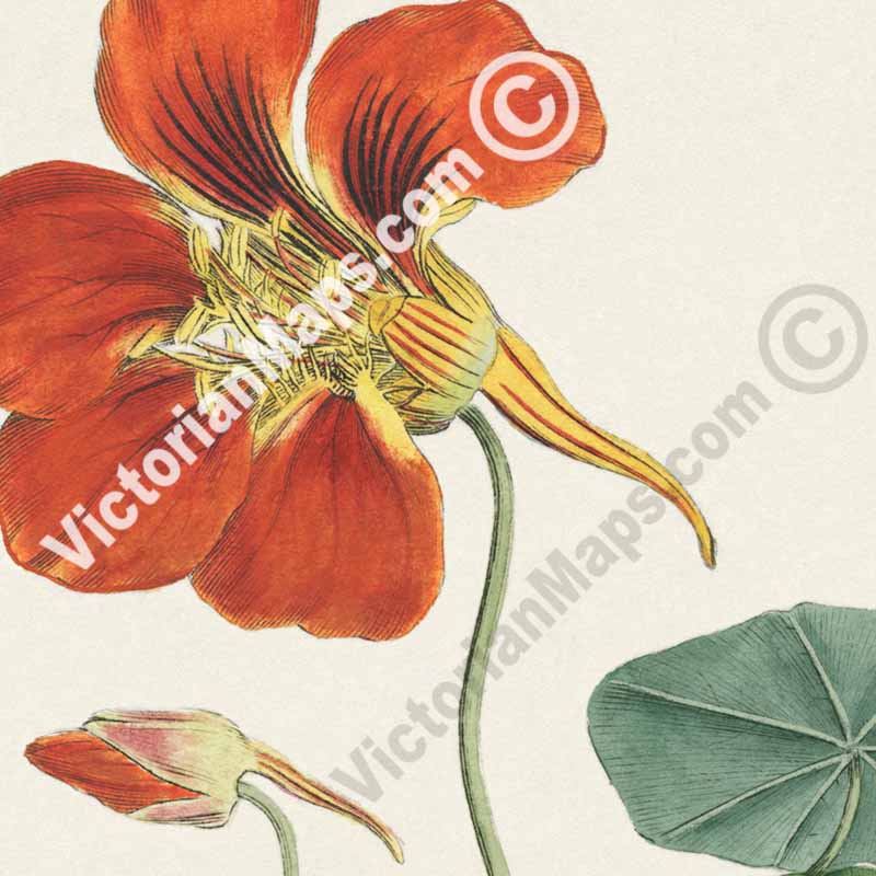 Tropaeolum Majus Greater Indian Cress Garden Nasturtium, an engraved hand-coloured plate, Curtis's Botanical Magazine, 1787 art print poster canvas gift