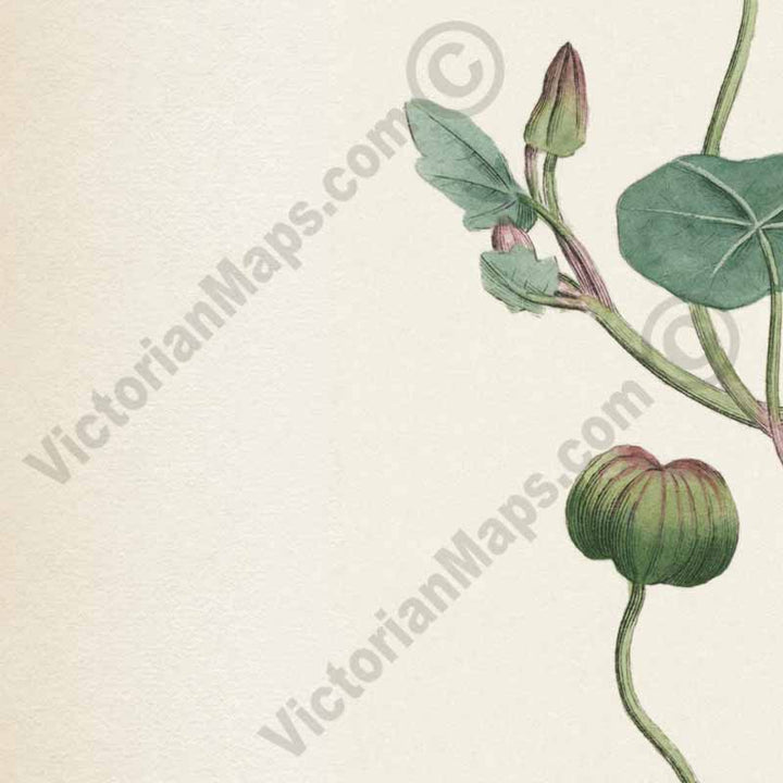 Tropaeolum Majus Greater Indian Cress Garden Nasturtium, an engraved hand-coloured plate, Curtis's Botanical Magazine, 1787 art print poster canvas gift