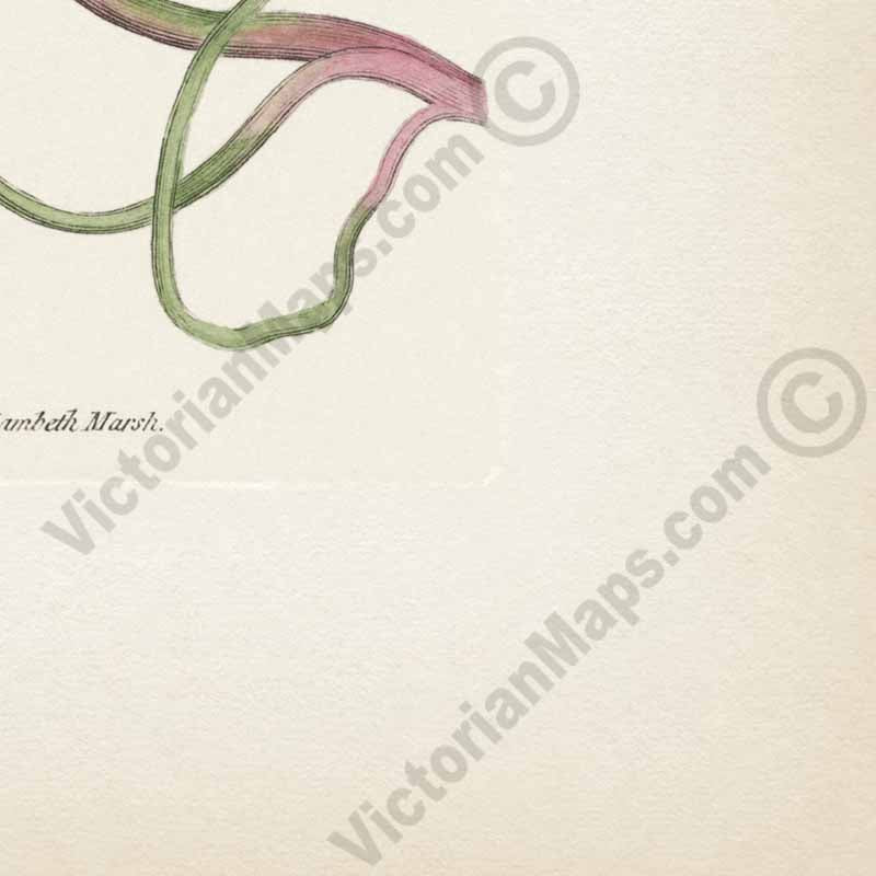 Tropaeolum Majus Greater Indian Cress Garden Nasturtium, an engraved hand-coloured plate, Curtis's Botanical Magazine, 1787 art print poster canvas gift