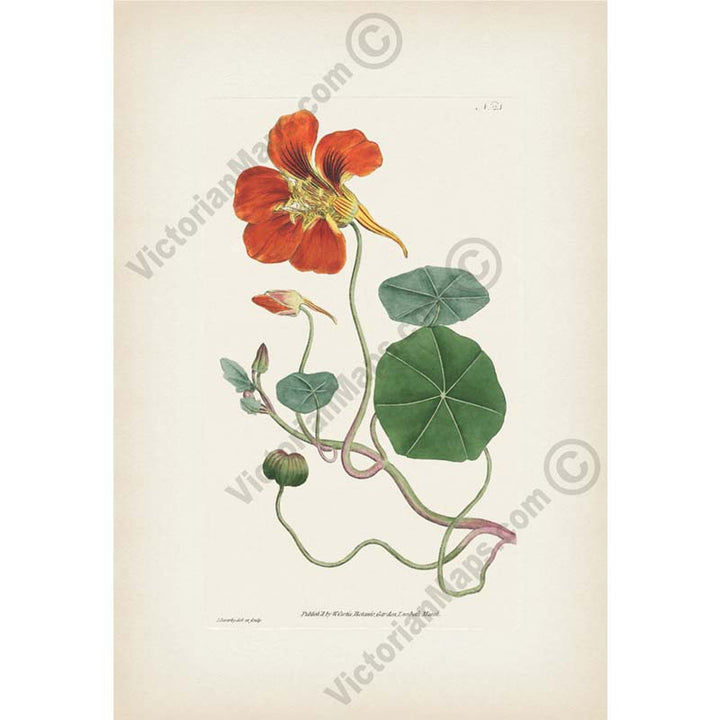 Tropaeolum Majus Greater Indian Cress Garden Nasturtium, an engraved hand-coloured plate, Curtis's Botanical Magazine, 1787 art print poster canvas gift