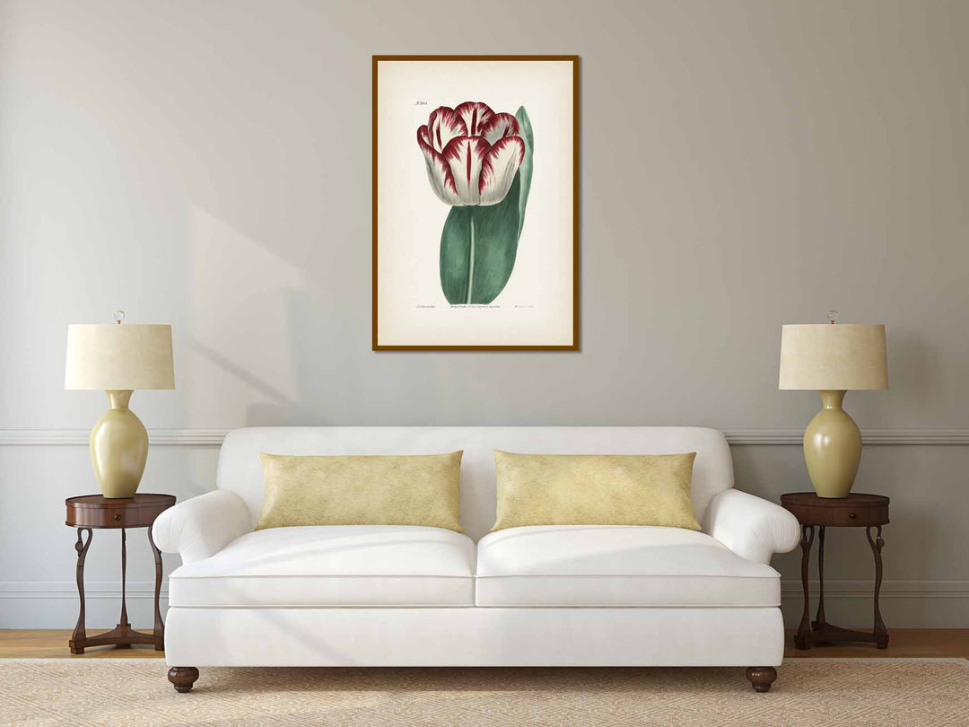 Garden Tulip flowering plant Didier's Tulip Tulipa gesneriana, engraved and hand-coloured plate from Curtis's Botanical Magazine, 1808 art print poster canvas gift
