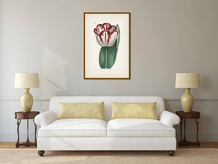 Garden Tulip flowering plant Didier's Tulip Tulipa gesneriana, engraved and hand-coloured plate from Curtis's Botanical Magazine, 1808 art print poster canvas gift