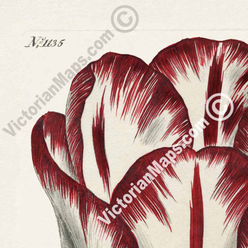 Garden Tulip flowering plant Didier's Tulip Tulipa gesneriana, engraved and hand-coloured plate from Curtis's Botanical Magazine, 1808 art print poster canvas gift