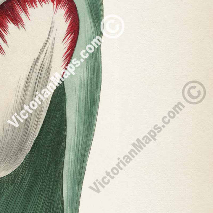 Garden Tulip flowering plant Didier's Tulip Tulipa gesneriana, engraved and hand-coloured plate from Curtis's Botanical Magazine, 1808 art print poster canvas gift