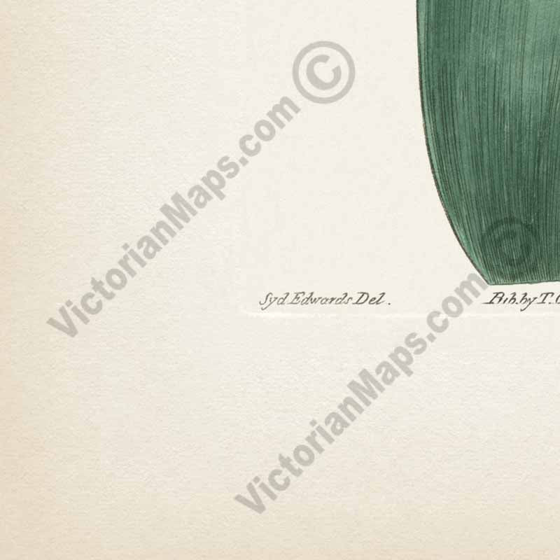 Garden Tulip flowering plant Didier's Tulip Tulipa gesneriana, engraved and hand-coloured plate from Curtis's Botanical Magazine, 1808 art print poster canvas gift